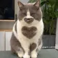 KittenPaws
